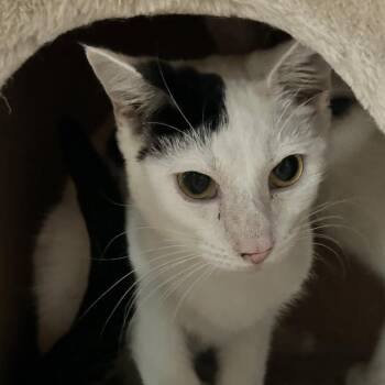 Domestic Short Hair Cats Available for Adoption in Nashville, Tennessee - Daffy | PetCurious