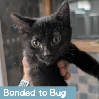 Kiwi OK -  Domestic Short Hair Cat for Adoption in Denver, Colorado - Kiwi OK | PetCurious