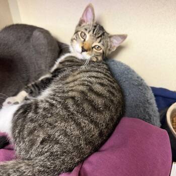 Ranger -  Domestic Short Hair Cat for Adoption in New York, New York - Ranger | PetCurious
