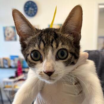 Jasper -  Domestic Short Hair Cat for Adoption in Nashville, Tennessee - Jasper | PetCurious