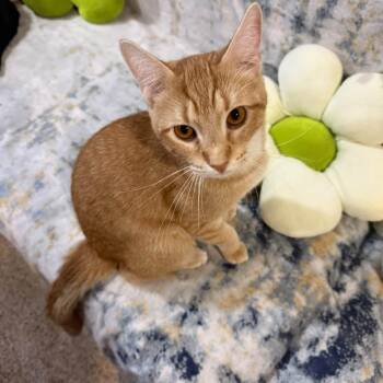 Rozz - Orange Girl -  Tabby and Domestic Short Hair Cat for Adoption in Newark, New Jersey - Rozz - Orange Girl | PetCurious