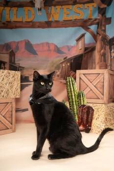 Freddy -  Domestic Short Hair Cat for Adoption in Fort Worth, Texas - Freddy | PetCurious