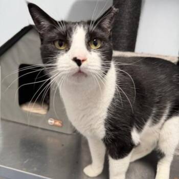 Castiel -  Domestic Short Hair Cat for Adoption in Gainesville, Florida - Castiel | PetCurious
