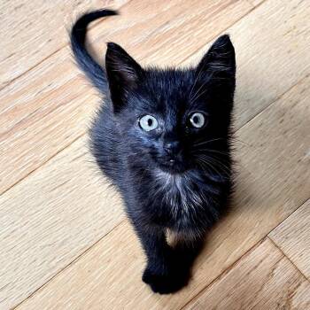 Arnold - Located in Hyattsville, MD -  Domestic Short Hair Cat for Adoption - Arnold - Located In Hyattsville, MD | PetCurious