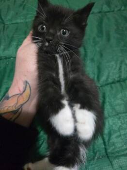 Ducky -  Domestic Medium Hair Cat for Adoption in Liverpool, Texas - Ducky | PetCurious