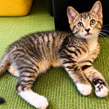 Pookie -  Domestic Short Hair Cat for Adoption in Hopkinton, Massachusetts - Pookie | PetCurious