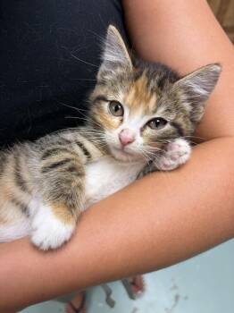 Kathy -  Domestic Short Hair Cat for Adoption in Hamilton, Ohio - Kathy | PetCurious