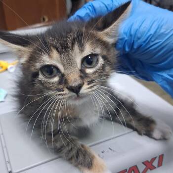 Cinnamon Roll @ Dorchester Rd. PetSmart -  Domestic Short Hair Cat for Adoption in Summerville, South Carolina - Cinnamon Roll @ Dorchester Rd. PetSmart | PetCurious