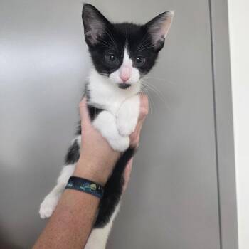 Farfalle -  Domestic Short Hair Cat for Adoption in Sand Springs, Oklahoma - Farfalle | PetCurious
