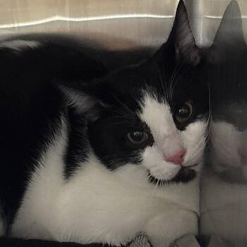 Mischief -  Domestic Short Hair Cat for Adoption in Spokane, Washington - Mischief | PetCurious