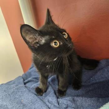 Owl (SGN) -  Domestic Short Hair Cat for Adoption in Janesville, Wisconsin - Owl (SGN) | PetCurious