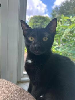 Rescue Domestic Short Hair Cats for Adoption in Boca Raton, Florida - Ziggy | PetCurious