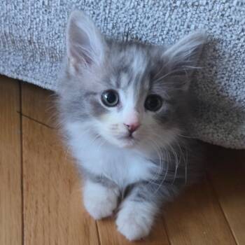 Pearl -  Domestic Short Hair Cat Available for Adoption in La Grange, Kentucky - Pearl | PetCurious
