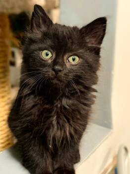 Domestic Medium Hair Cats Available for Adoption in Calgary, Alberta - Atari | PetCurious