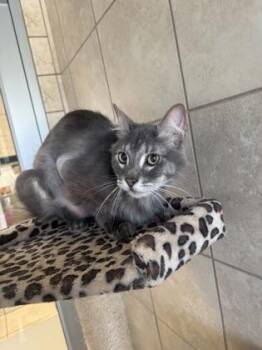Tigger -  Domestic Medium Hair and Domestic Short Hair Cat for Adoption in Farmers Branch, Texas - Tigger | PetCurious
