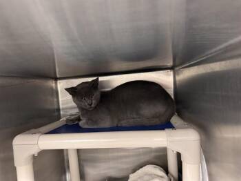 AUSTIN -  Domestic Short Hair Cat for Adoption - AUSTIN | PetCurious