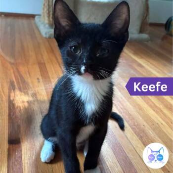 Keefe -  Domestic Short Hair Cat for Adoption in Penfield, New York - Keefe | PetCurious