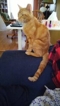 Bailiff -  Domestic Short Hair Cat for Adoption in Cleveland, Ohio - Bailiff | PetCurious