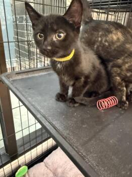 Stuart -  Domestic Short Hair Cat for Adoption in Scranton, Pennsylvania - Stuart | PetCurious