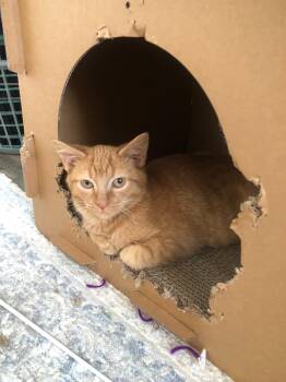 Rescue Domestic Short Hair Cats for Adoption in Ellicott City, Maryland - Ty Bonded With Ash | PetCurious