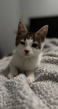 Rescue Domestic Short Hair Cats for Adoption in Chesterfield, Virginia - Nod | PetCurious