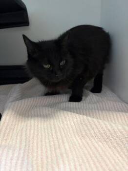 Sissy -  Domestic Short Hair Cat for Adoption in Gastonia, North Carolina - Sissy | PetCurious