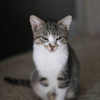 Rescue Domestic Short Hair Cats for Adoption in Swartz Creek, Michigan - Rhea | PetCurious