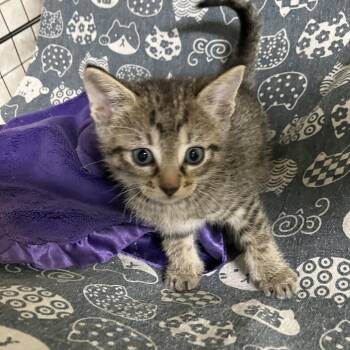 Dasher -  Domestic Short Hair Cat for Adoption in Overland Park, Kansas - Dasher | PetCurious