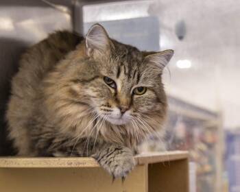 Alana -  Domestic Long Hair and Tabby Cat for Adoption in Millville, Utah - Alana | PetCurious