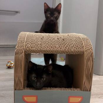 Collins -  Domestic Short Hair Cat for Adoption in Boston, Massachusetts - Collins | PetCurious
