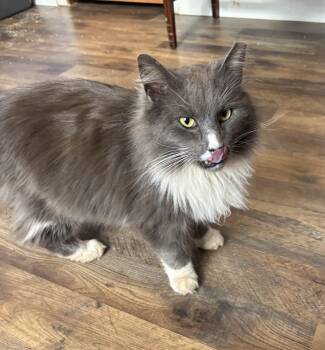 Domestic Long Hair Cats Available for Adoption - Louie (pse) | PetCurious