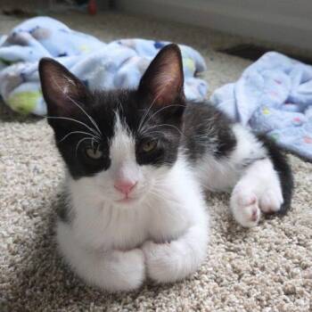 Eddy -  Domestic Short Hair Cat for Adoption in Fishers, Indiana - Eddy | PetCurious