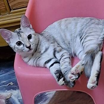 Cleo -  Egyptian Mau Cat for Adoption in Brampton, Ontario - Cleo | PetCurious