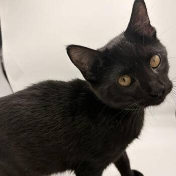 Peanut -  Domestic Short Hair Cat Available for Adoption in Springfield, Missouri - Peanut | PetCurious
