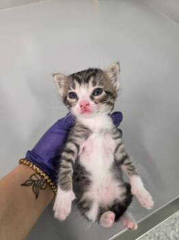 Filbert -  Domestic Short Hair Cat for Adoption in Athens, Tennessee - Filbert | PetCurious