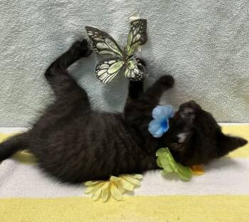George (bonded to Dickens) - KBC -  Domestic Short Hair Cat for Adoption in Dublin, Ohio - George (bonded To Dickens) - KBC | PetCurious