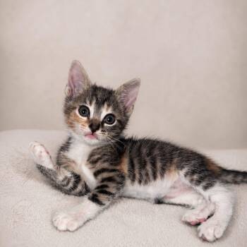Domestic Short Hair Cats Available for Adoption in Miami, Florida - Bunny Buns | PetCurious