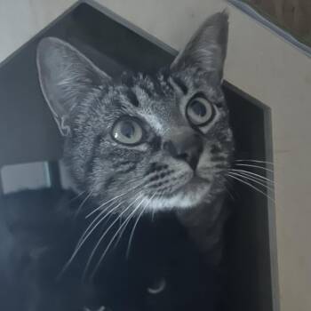 Sherni -  Domestic Short Hair Cat for Adoption in Veneta, Oregon - Sherni | PetCurious