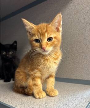 Prince Whiskerson -  Domestic Short Hair Cat for Adoption in Liverpool, New York - Prince Whiskerson | PetCurious