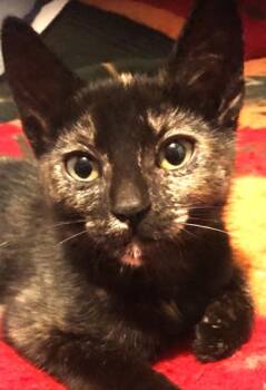 Rescue Domestic Short Hair Cats for Adoption in Newport, Washington - Cap