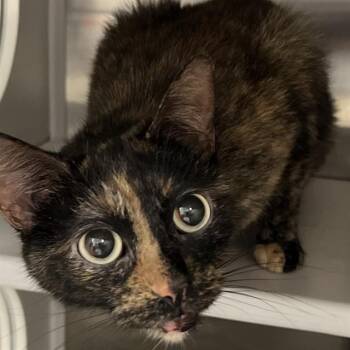Domestic Short Hair Cats Available for Adoption in St. Louis, Missouri - CALLIE | PetCurious