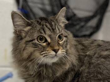 Rescue Domestic Medium Hair and Domestic Short Hair Cats for Adoption in Virginia Beach, Virginia - Debbie | PetCurious