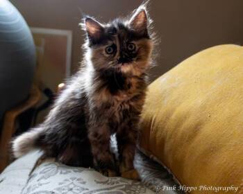 Allegro -  Domestic Long Hair Cat for Adoption in Kettering, Ohio - Allegro | PetCurious