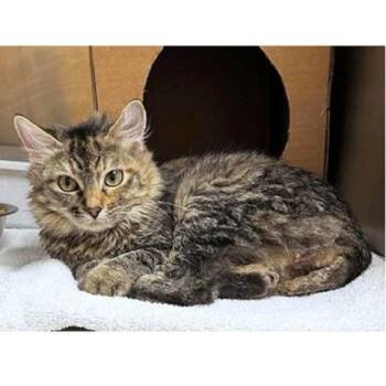 Rescue Torbie Cats for Adoption in Millcreek, Utah - Pumpkin (5) | PetCurious