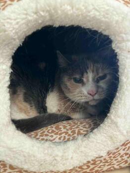 Rescue Calico Cats for Adoption in Dallas, Pennsylvania - Dora | PetCurious