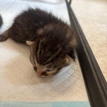 Sandal -  Domestic Short Hair Cat for Adoption in Kanab, Utah - Sandal | PetCurious