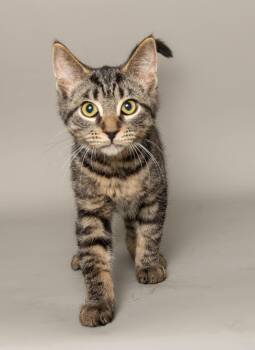 SCOUT -  Domestic Short Hair Cat for Adoption in Wyandotte, Michigan - SCOUT | PetCurious
