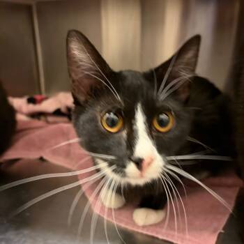 Rescue Domestic Short Hair Cats for Adoption in Council Bluffs, Iowa - Adidas | PetCurious