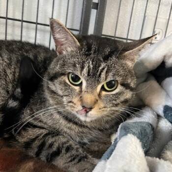 Zelda -  Domestic Short Hair Cat for Adoption in Crookston, Minnesota - Zelda | PetCurious