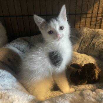 Macho -  Domestic Medium Hair Cat for Adoption in Export, Pennsylvania - Macho | PetCurious